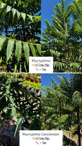 rhus typhina 60